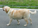 盲導犬繁殖犬ジェシカ