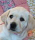 盲導犬繁殖犬ジェシカの子犬（ピンク）