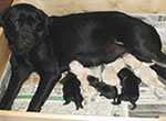 盲導犬繁殖犬ウルミナと子犬たち