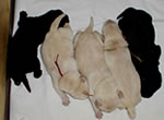 盲導犬繁殖犬ウルミナの子犬たち